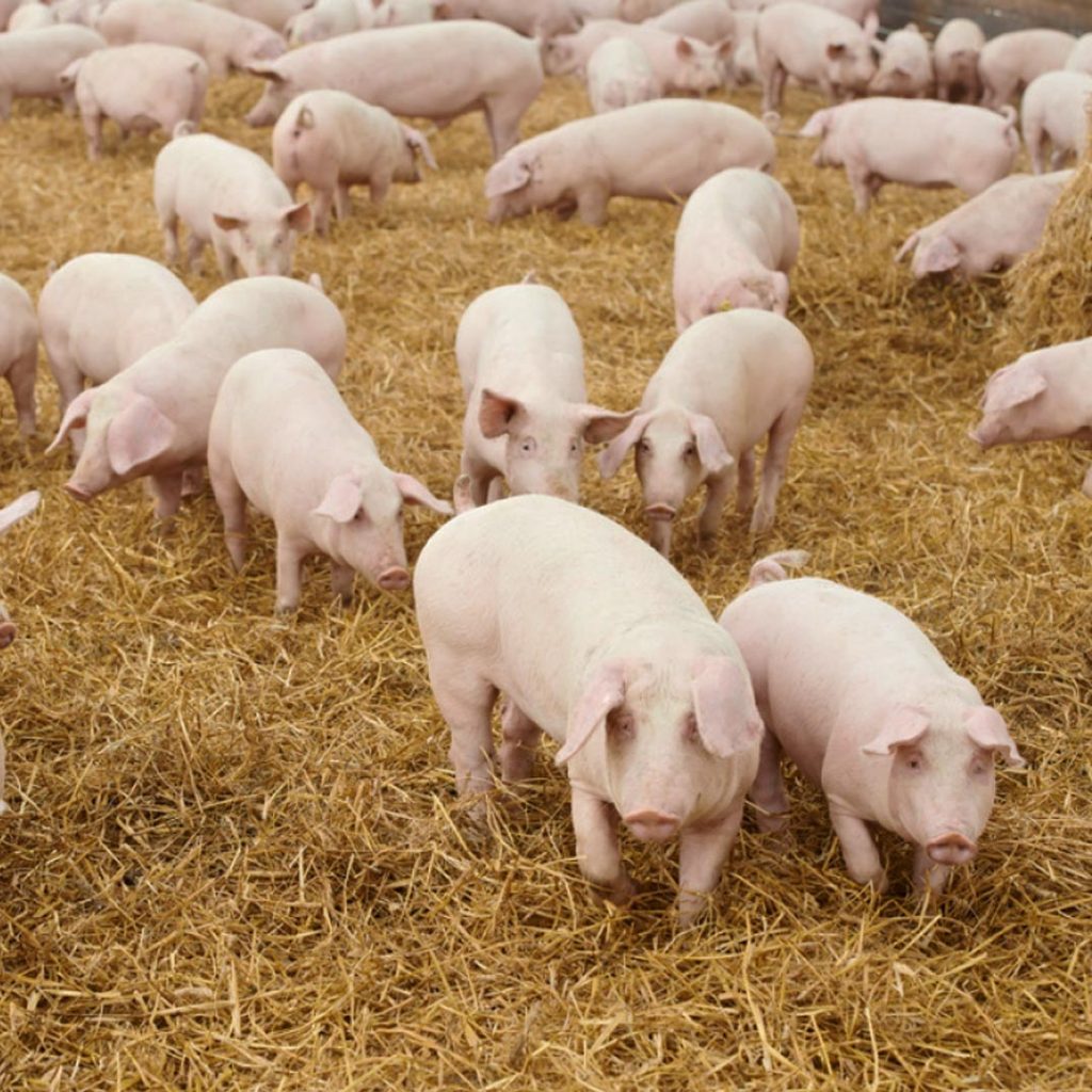 pig-led-lights-1024x1024 pig-led-lights-1024x1024