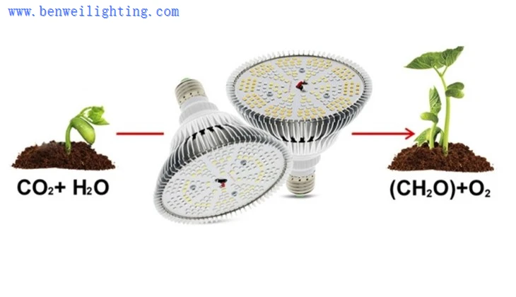 red lighting bulb